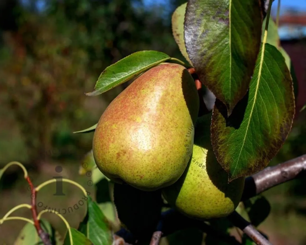 Pyrus communis 'Saint Remy' - hoogstam