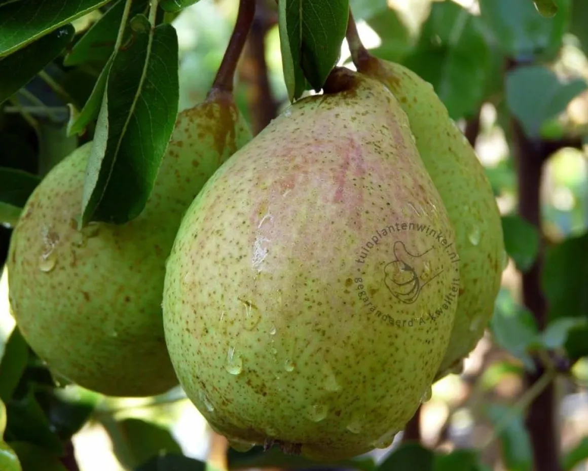 Pyrus communis 'Saint Remy' - hoogstam