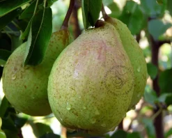 Pyrus communis 'Saint Remy' - laagstam