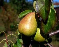 Pyrus communis 'Saint Remy' - laagstam