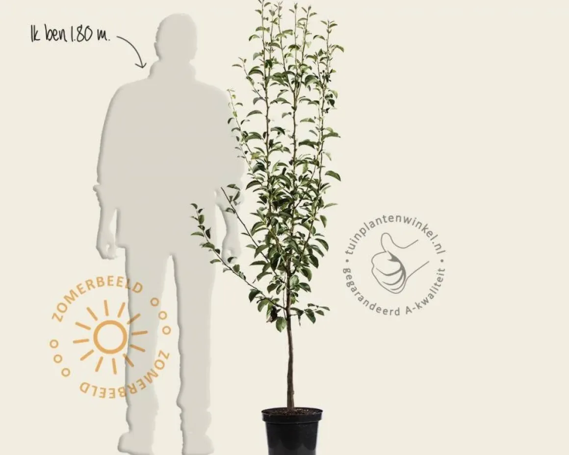Pyrus communis 'Saint Remy' - laagstam