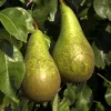Pyrus communis TRIO 'Beurré Hardy', 'Conference' & 'Williams' - in rek