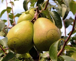 Pyrus communis TRIO 'Beurré Hardy', 'Conference' & 'Williams' - in rek