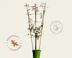 Pyrus communis TRIO 'Beurré Hardy', 'Conference' & 'Williams' - in rek
