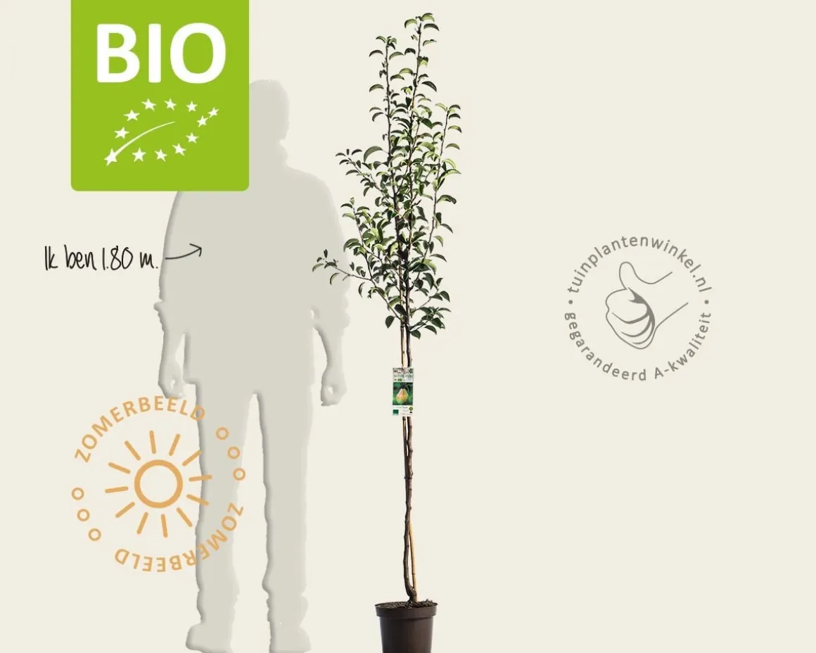 Pyrus communis 'Williams' - BIO halfstam