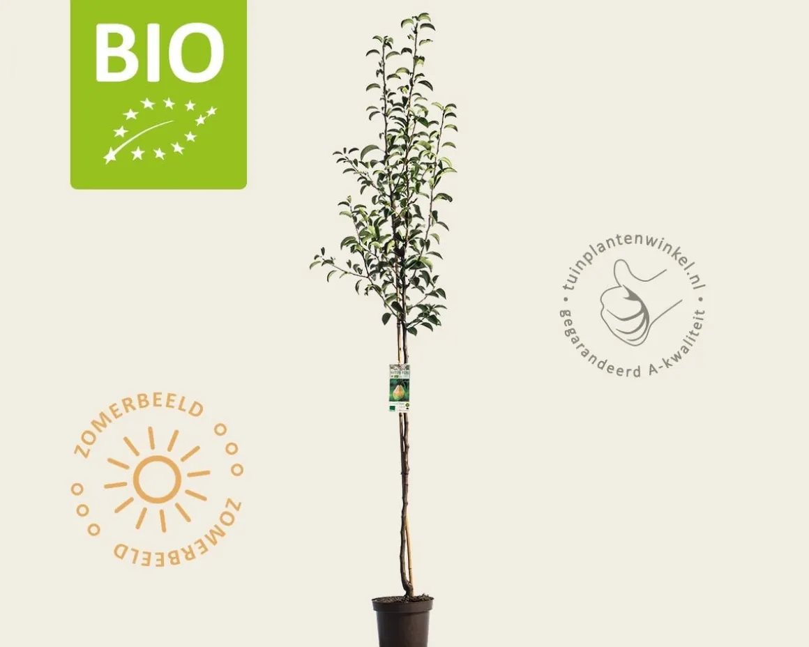 Pyrus communis 'Williams' - BIO halfstam