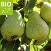 Pyrus communis 'Williams' - BIO laagstam