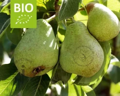 Pyrus communis 'Williams' - BIO laagstam