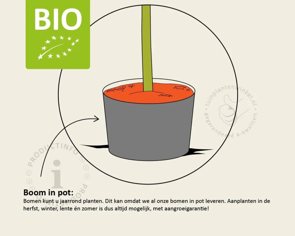 Pyrus communis 'Williams' - BIO laagstam