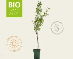 Pyrus communis 'Williams' - BIO mini