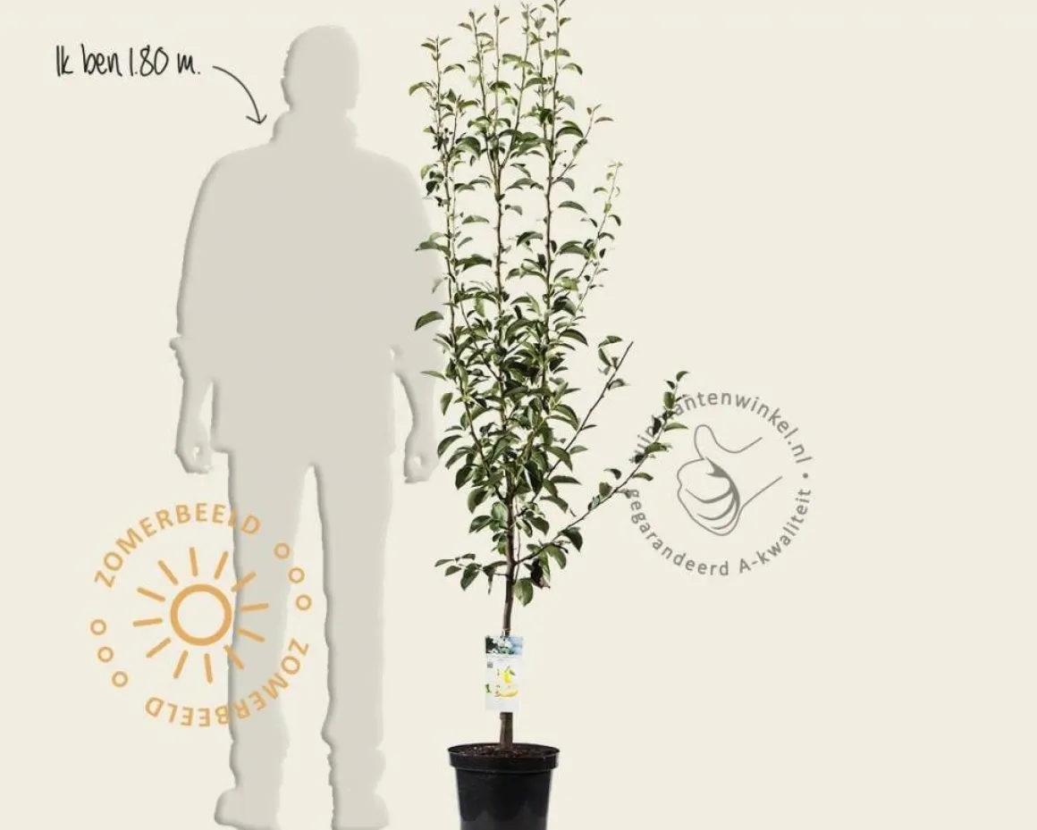 Pyrus communis 'Williams' - laagstam