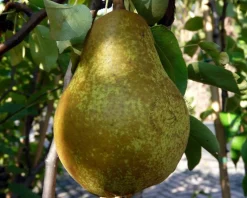 Pyrus communis 'Williams' - mini