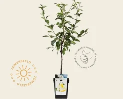 Pyrus communis 'Williams' - mini