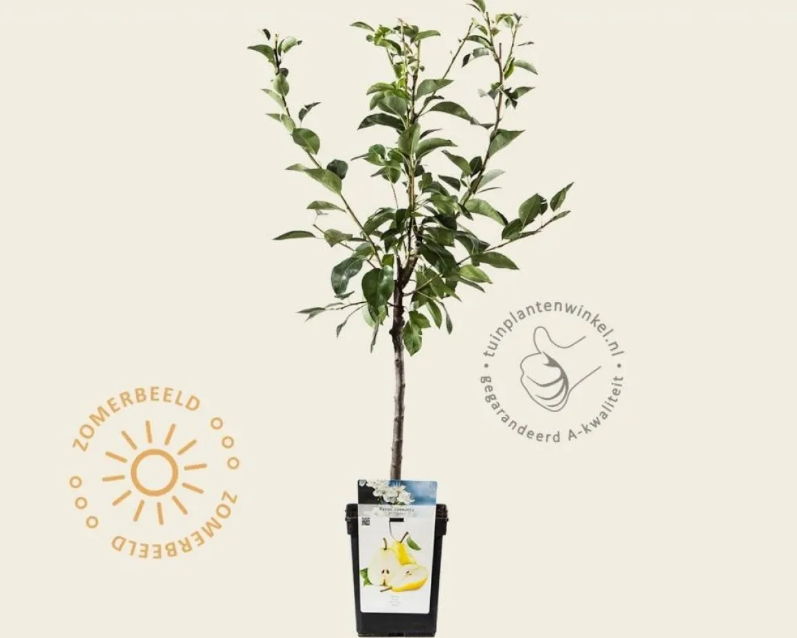 Pyrus communis 'Williams' - mini