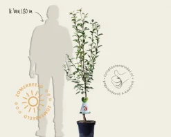 Pyrus communis 'Zoete Brederode' - laagstam