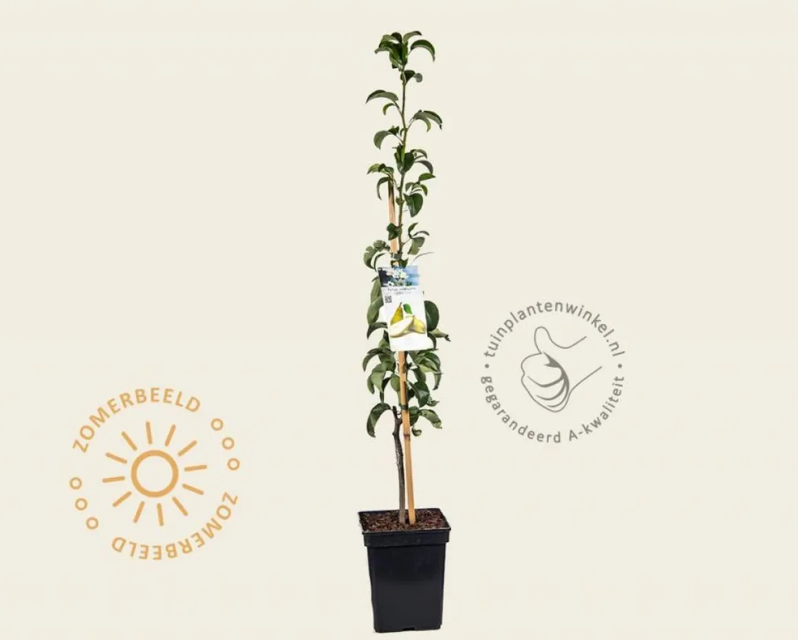 Pyrus 'Condo' - zuilvorm