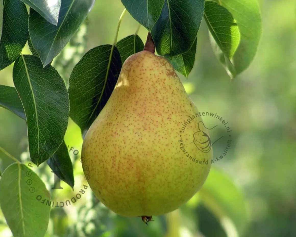 Pyrus 'Condo' - zuilvorm
