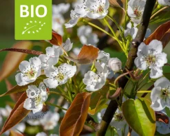 Pyrus pyrifolia 'Kosui' - BIO laagstam