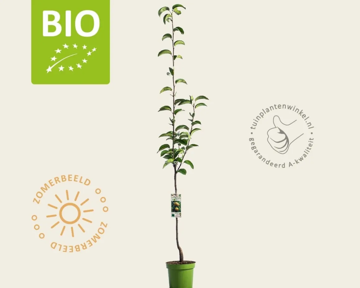 Pyrus pyrifolia 'Kosui' - BIO laagstam