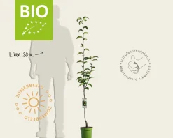 Pyrus pyrifolia 'Kosui' - BIO laagstam
