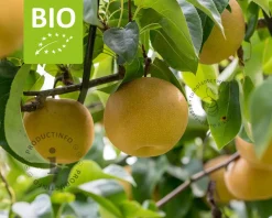 Pyrus pyrifolia 'Kosui' - BIO laagstam