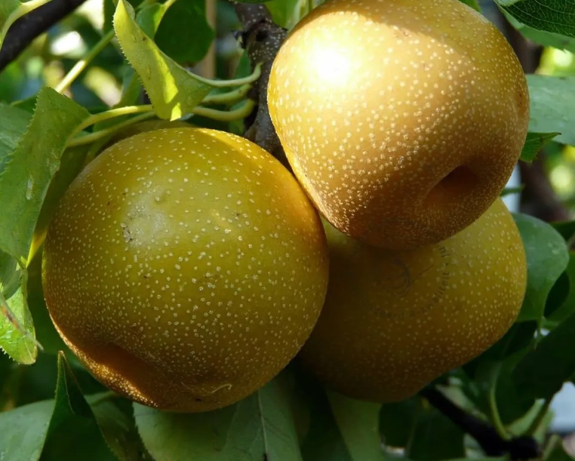 Pyrus pyrifolia 'Niitaka' - halfstam