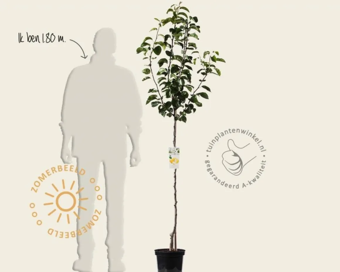 Pyrus pyrifolia 'Niitaka' - halfstam