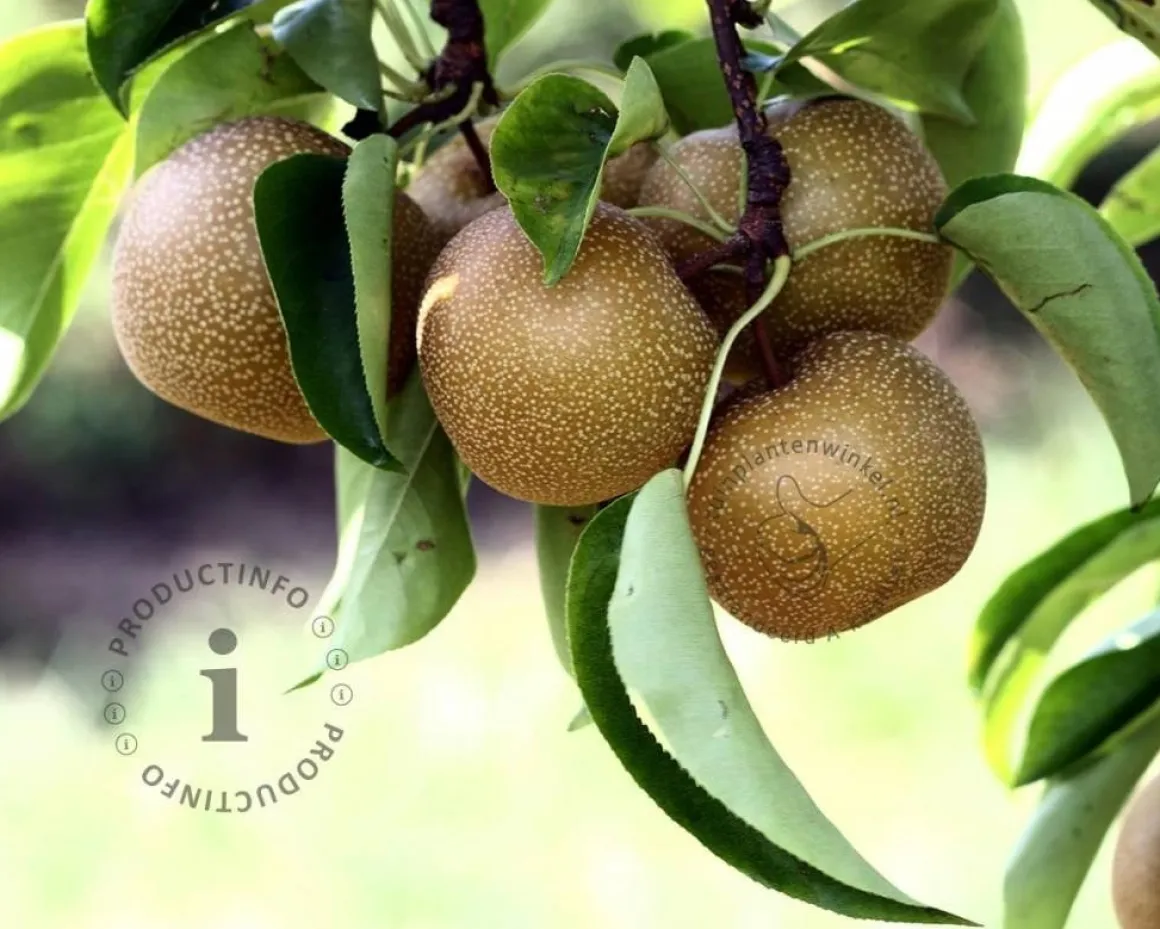 Pyrus pyrifolia 'Niitaka' - halfstam