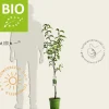 Pyrus pyrifolia 'Nijisseiki' - BIO laagstam