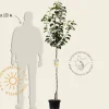 Pyrus pyrifolia 'Nijisseiki' - halfstam