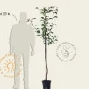 Pyrus pyrifolia 'Shinko' - halfstam