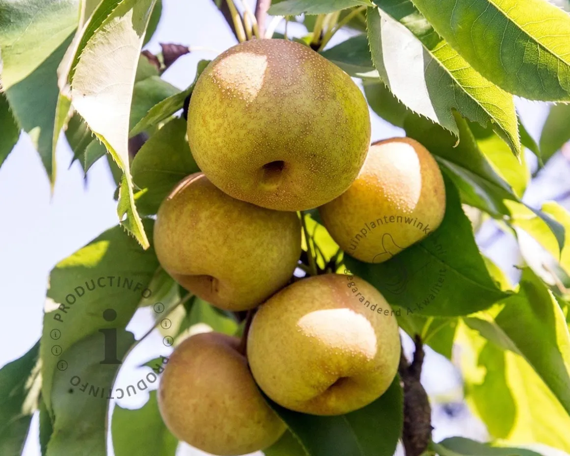 Pyrus pyrifolia 'Shinko' - halfstam