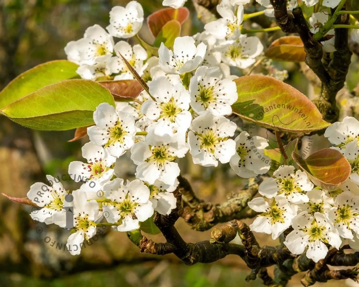 Pyrus pyrifolia 'Shinko' - laagstam