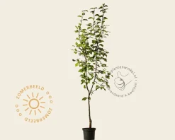 Pyrus pyrifolia 'Shinko' - laagstam
