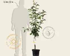 Pyrus pyrifolia 'Shinko' - laagstam