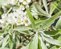 Pyrus salicifolia 'Pendula' - op stam