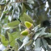 Quercus ilex 'Fastigiata'