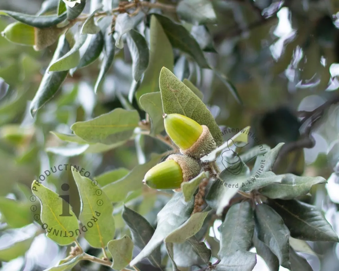 Quercus ilex 'Fastigiata'