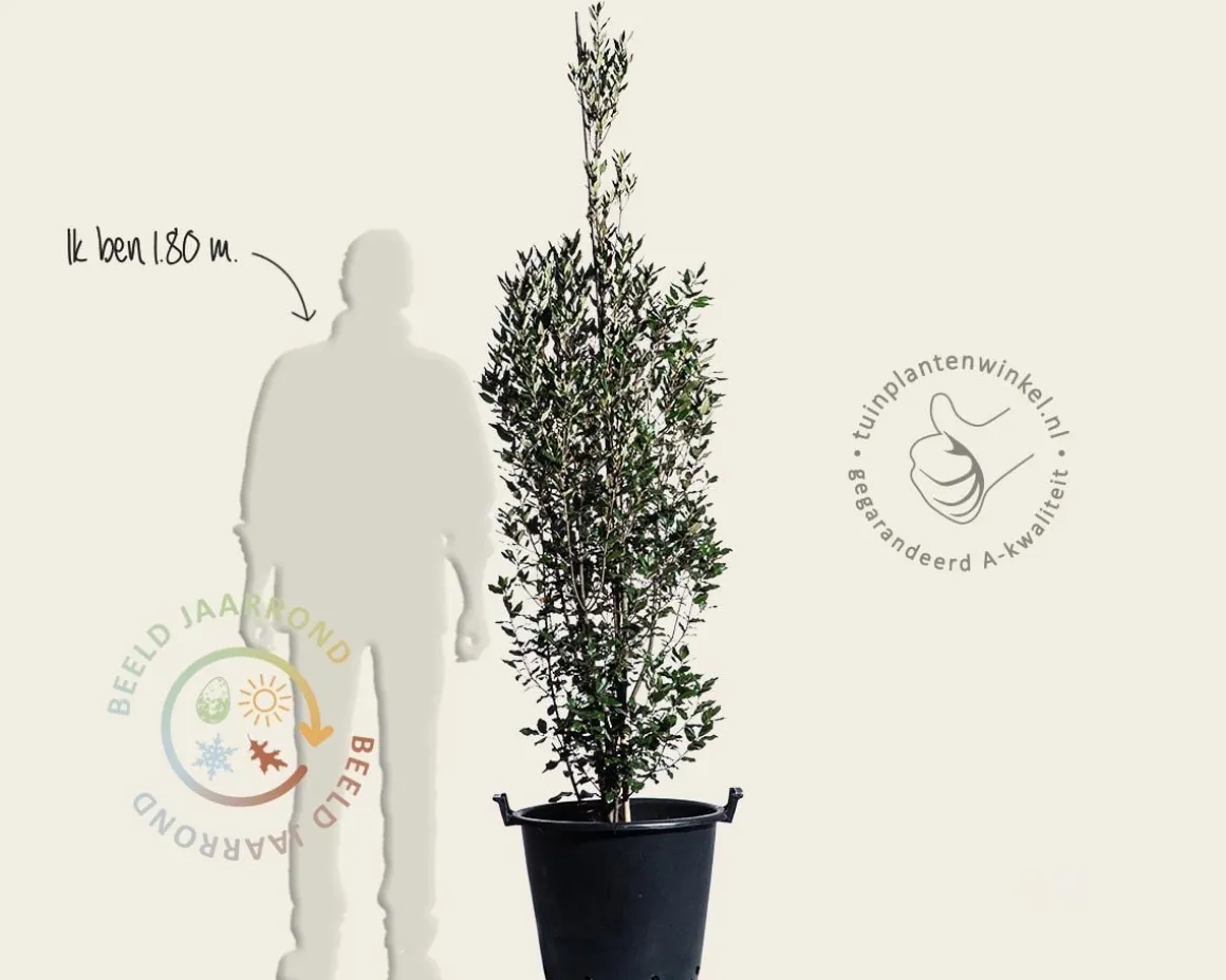 Quercus ilex 'Fastigiata'