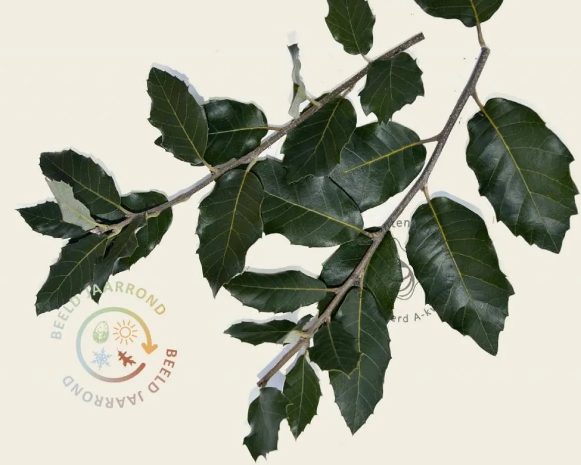 Quercus ilex - hoogstam