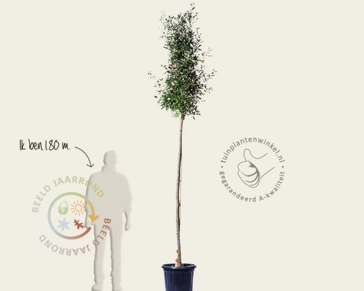 Quercus ilex - hoogstam