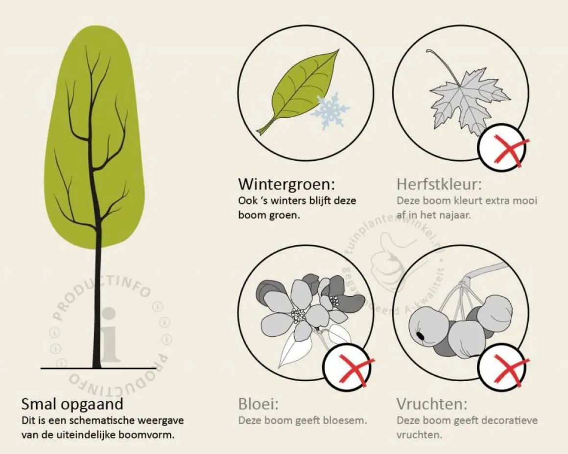 Quercus ilex - hoogstam