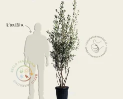 Quercus ilex - meerstammig