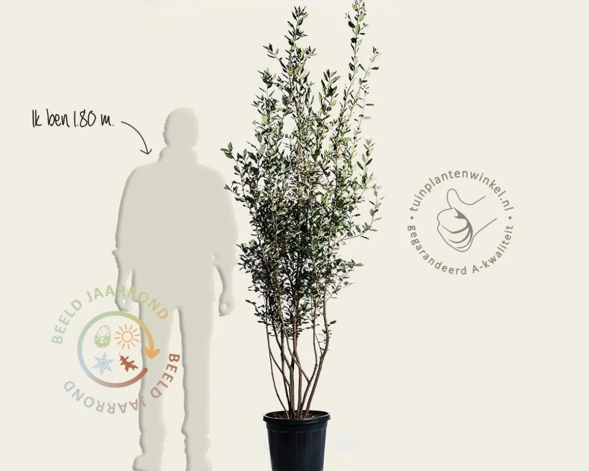 Quercus ilex - meerstammig