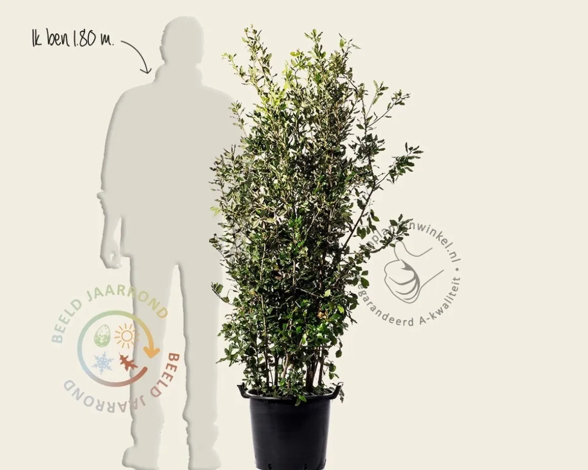 Quercus ilex - meerstammig
