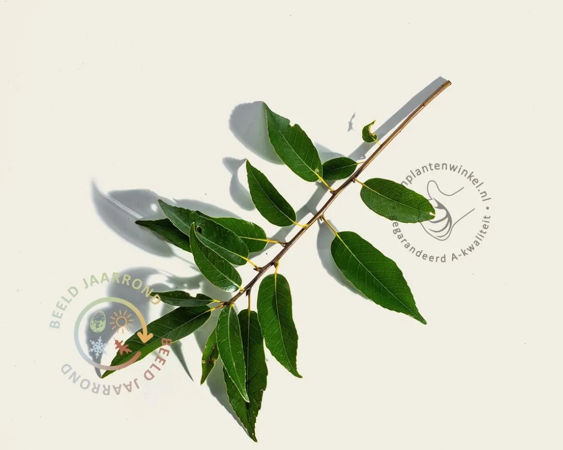 Quercus myrsinifolia