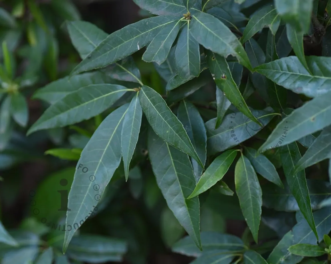 Quercus myrsinifolia