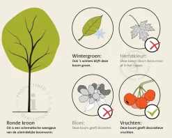 Quercus myrsinifolia