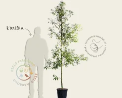 Quercus myrsinifolia