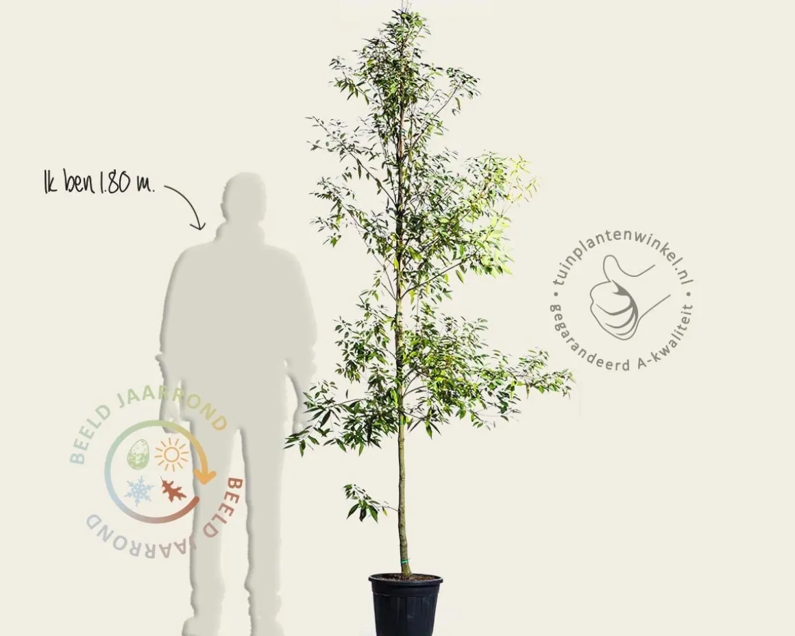 Quercus myrsinifolia